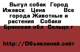 Выгул собак. Город Ижевск › Цена ­ 150 - Все города Животные и растения » Собаки   . Брянская обл.,Сельцо г.